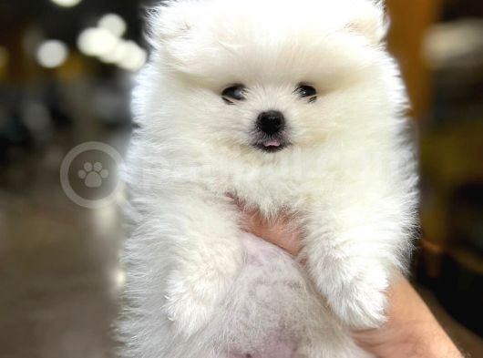 Sıfır Burun Teddy Face Mükemmel Kalite Pomeranian Boo görsel