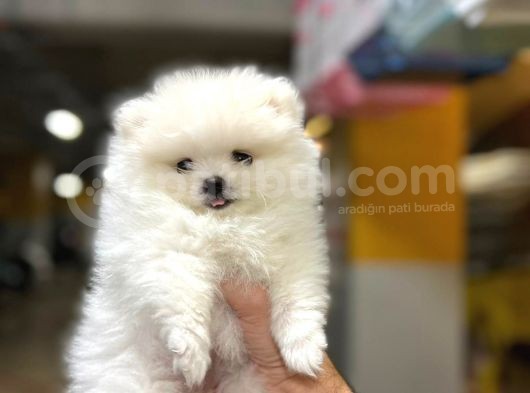 Sıfır Burun Teddy Face Mükemmel Kalite Pomeranian Boo