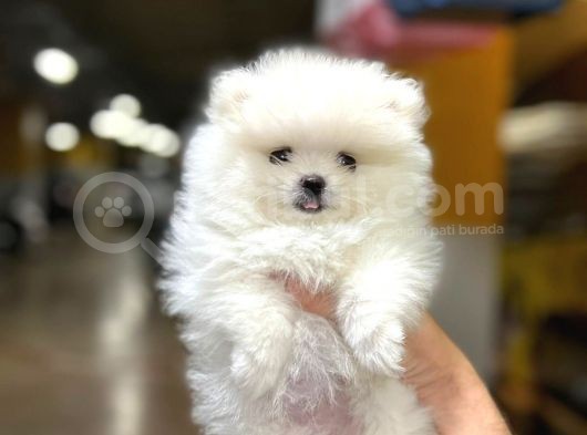 Sıfır Burun Teddy Face Mükemmel Kalite Pomeranian Boo görsel