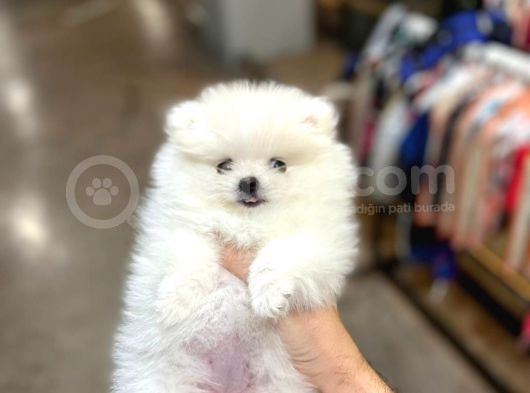 Sıfır Burun Teddy Face Mükemmel Kalite Pomeranian Boo görsel