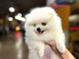 Sıfır Burun Teddy Face Mükemmel Kalite Pomeranian Boo