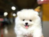 Sıfır Burun Teddy Face Mükemmel Kalite Pomeranian Boo