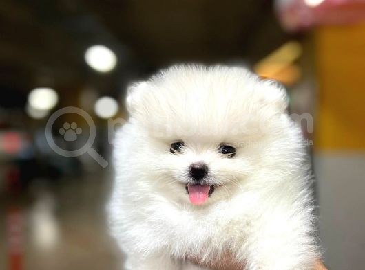 Sıfır Burun Teddy Face Mükemmel Kalite Pomeranian Boo görsel