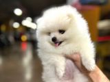 Sıfır Burun Teddy Face Mükemmel Kalite Pomeranian Boo