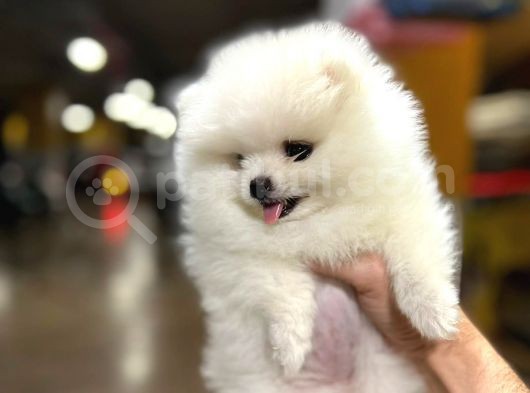 Sıfır Burun Teddy Face Mükemmel Kalite Pomeranian Boo görsel