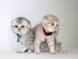 1 Aylik Scotti̇sh Ve Bri̇ti̇sh Bebi̇şler Yeni̇ Yuva Ariyor