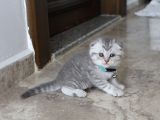 1 Aylik Scotti̇sh Ve Bri̇ti̇sh Bebi̇şler Yeni̇ Yuva Ariyor