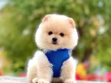 Safkan Pomeranian Boo Yavrularımız