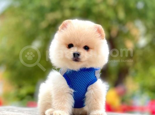 Safkan Pomeranian Boo Yavrularımız görsel