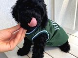 Ev Ortamında Toypoodle Bebekler