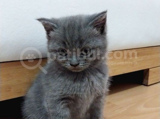 Çok Acil Uyguna Verilecektirler görsel