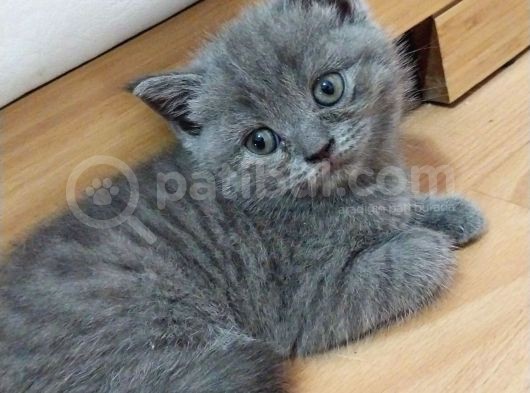 Çok Acil Uyguna Verilecektirler görsel