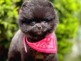 Safkan Pomeranian Boo Yavrularımız