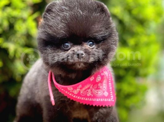 Safkan Pomeranian Boo Yavrularımız görsel