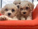Maltipoo Bebeklerim