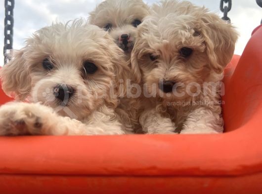 Maltipoo Bebeklerim görsel