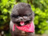 Safkan Pomeranian Boo Yavrularımız