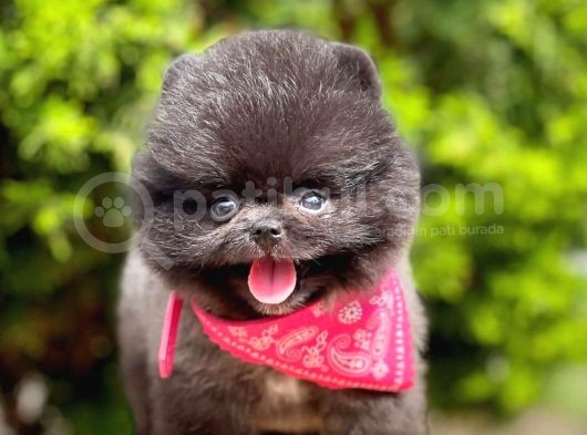 Safkan Pomeranian Boo Yavrularımız görsel