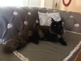 Maine Coon N Black Üretim Şecereli Erkek