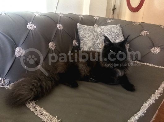 Maine Coon N Black Üretim Şecereli Erkek
