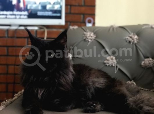 Maine Coon N Black Üretim Şecereli Erkek görsel