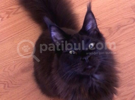 Maine Coon N Black Üretim Şecereli Erkek görsel