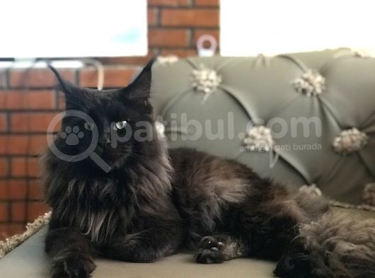 Maine Coon N Black Üretim Şecereli Erkek görsel
