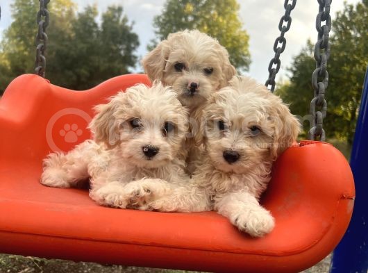 Maltipoo Bebeklerim