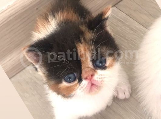 Anne Baba Exoti̇cshorthai̇r Son Derece Sağlikli Yavrular