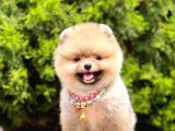 Safkan Pomeranian Boo Yavrularımız