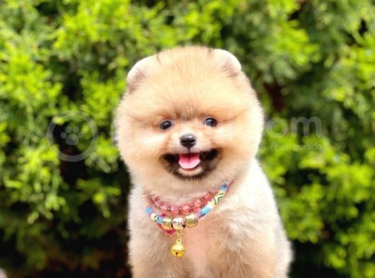 Safkan Pomeranian Boo Yavrularımız