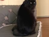 Maine Coon N Black Üretim Şecereli Erkek