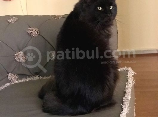 Maine Coon N Black Üretim Şecereli Erkek görsel