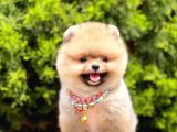 Safkan Pomeranian Boo Yavrularımız
