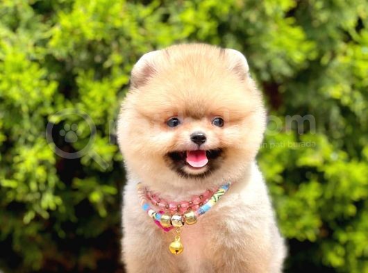 Safkan Pomeranian Boo Yavrularımız görsel