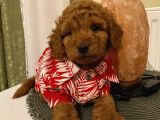 Ev Ortamında Toypoodle Bebekler