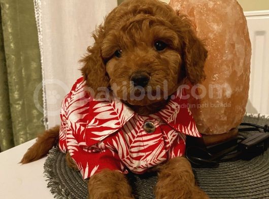 Ev Ortamında Toypoodle Bebekler görsel