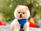 Safkan Pomeranian Boo Yavrularımız