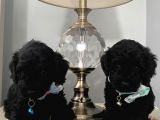 Ev Ortamında Toypoodle Bebekler