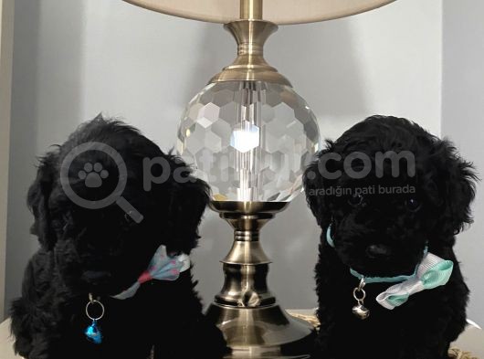 Ev Ortamında Toypoodle Bebekler görsel