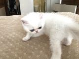 Anne Baba Exoti̇cshorthai̇r Son Derece Sağlikli Yavrular
