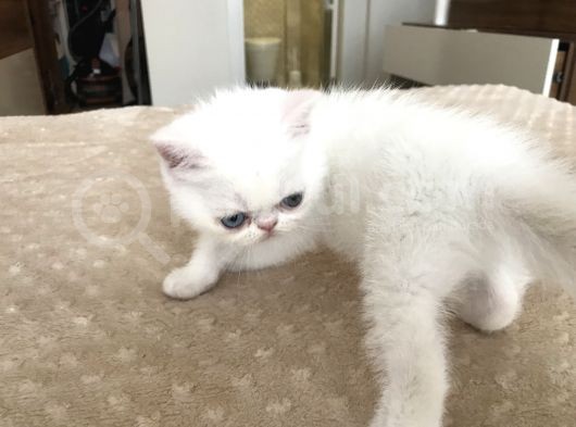 Anne Baba Exoti̇cshorthai̇r Son Derece Sağlikli Yavrular görsel