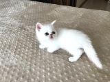 Anne Baba Exoti̇cshorthai̇r Son Derece Sağlikli Yavrular