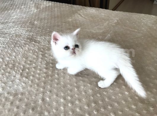 Anne Baba Exoti̇cshorthai̇r Son Derece Sağlikli Yavrular görsel