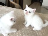 Anne Baba Exoti̇cshorthai̇r Son Derece Sağlikli Yavrular