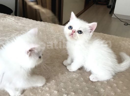 Anne Baba Exoti̇cshorthai̇r Son Derece Sağlikli Yavrular görsel