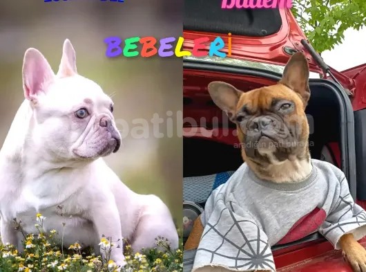 France Buldog Bebekler