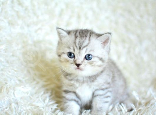 Muhteşem Kali̇tede Si̇lver Tabby Ns24 Bri̇ti̇sh Shorthai̇r görsel