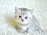 Muhteşem Kali̇tede Si̇lver Tabby Ns24 Bri̇ti̇sh Shorthai̇r