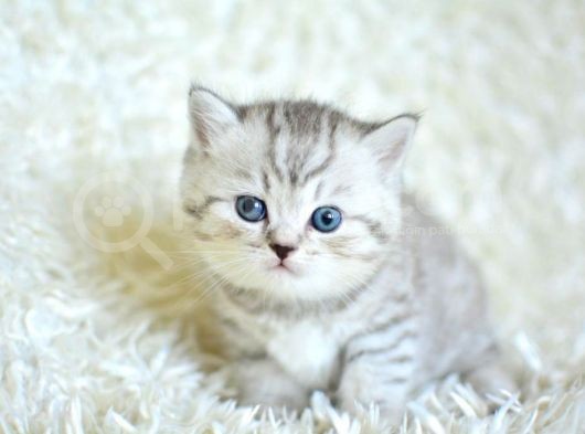 Muhteşem Kali̇tede Si̇lver Tabby Ns24 Bri̇ti̇sh Shorthai̇r